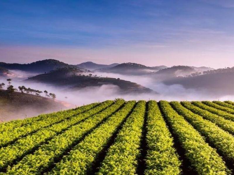  Đồi chè Cầu đất Đà Lạt