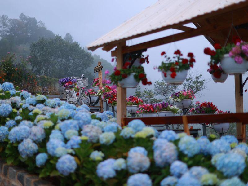 Cao nguyên hoa Đà Lạt