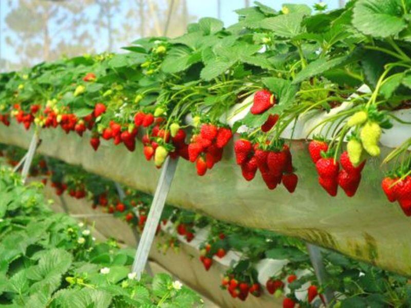 Vườn dâu Đà Lạt