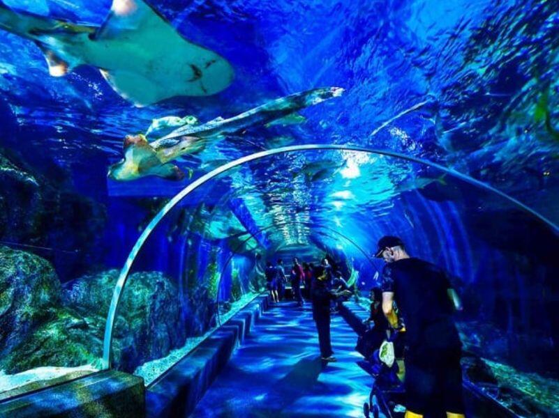 Thủy Cung SEA LIFE Bangkok Ocean World 