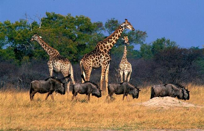 Zimbabwe