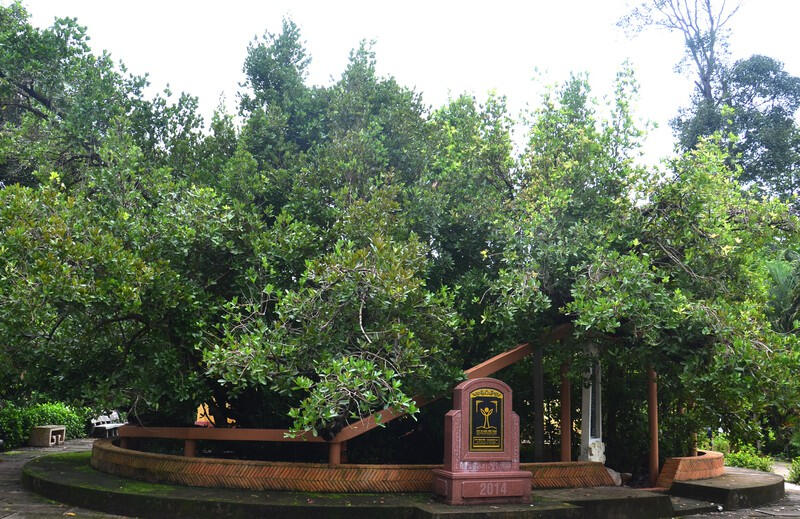 Cây bạch mai hơn 300 tuổi
