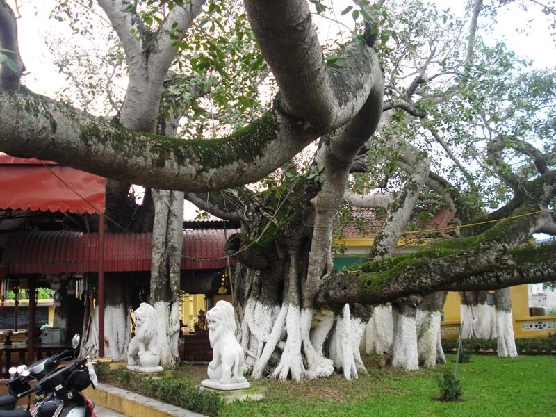 Cây đa 13 gốc 304 tuổi