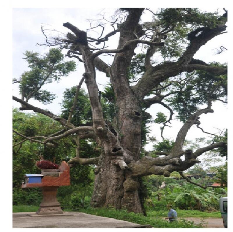 Cây Táu 2104 tuổi