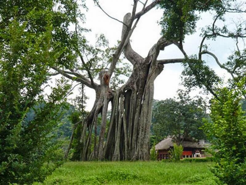 Cây đa Tân Trào khoảng 300 tuổi