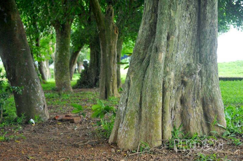 Rặng Duối 18 cây khoảng 1000 tuổi
