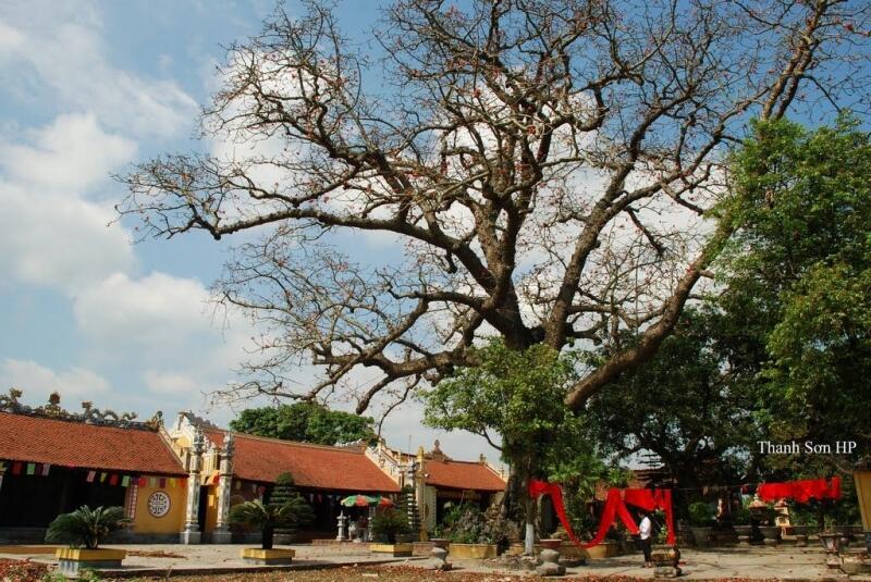 Cây Gạo 736 năm tuổi