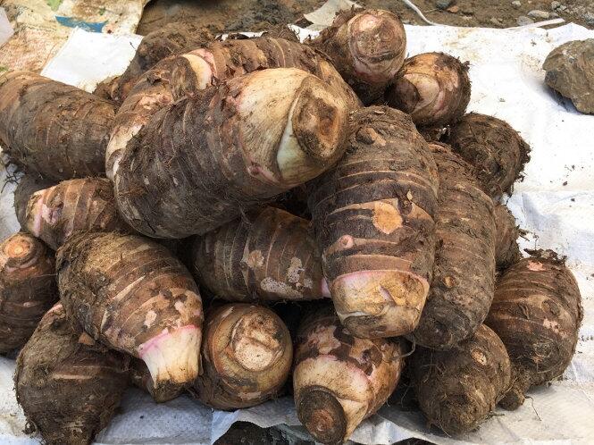 Khoai sọ mán