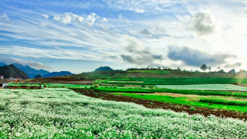 Mộc Châu - Thảo nguyên hoa