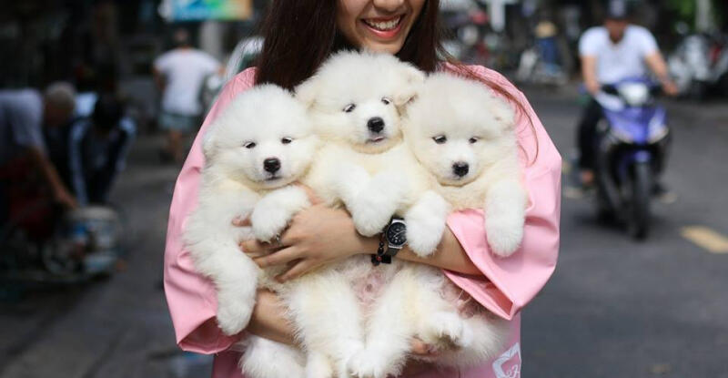 Ritdo - Pet Cafe & Spa