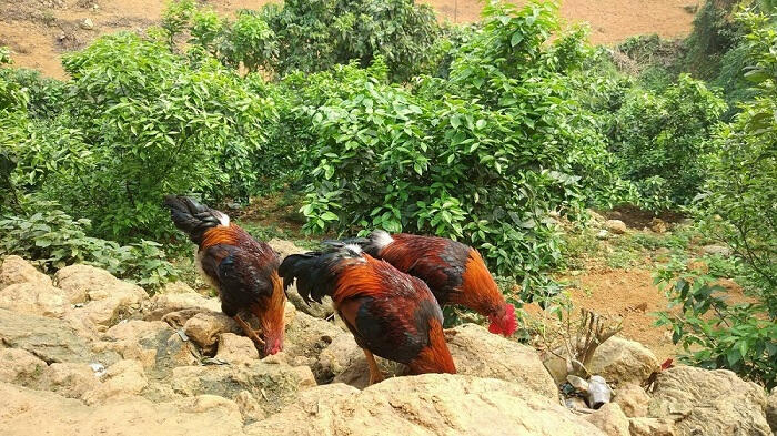 Gà đồi Tiên Yên