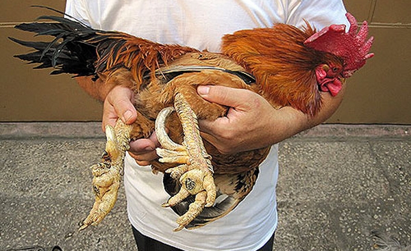 Gà lai Chín cựa