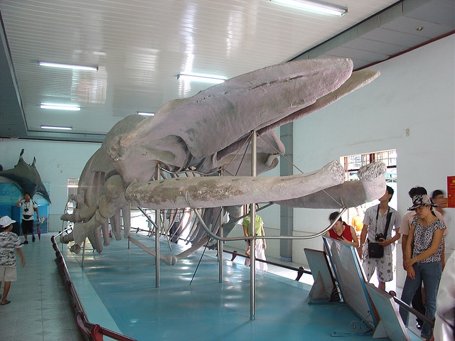 Chuyến tham quan ở Nha Trang