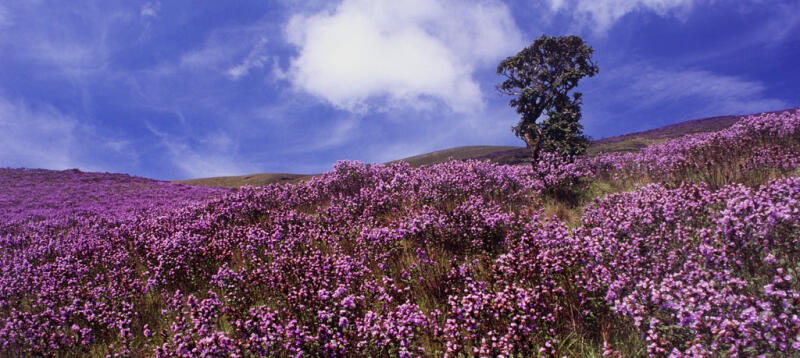 Hoa Neelakurinji