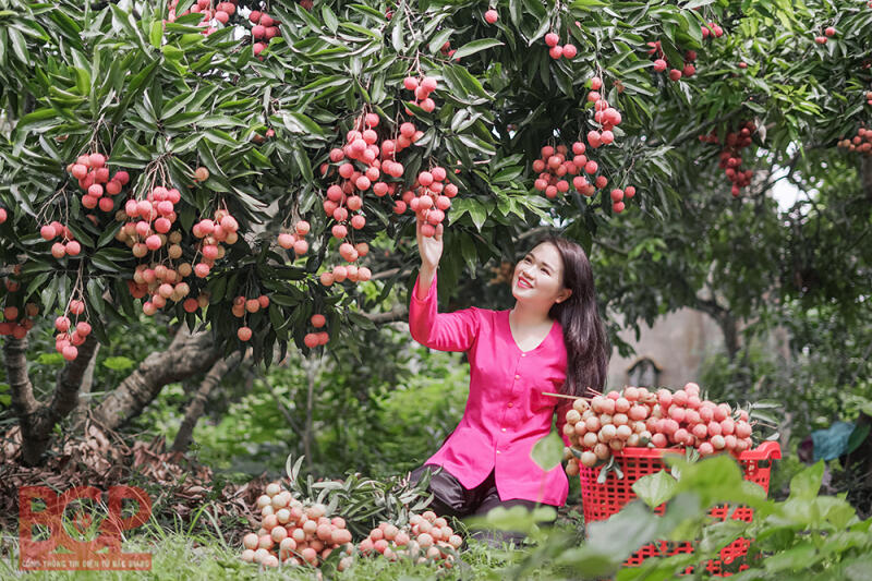 Vải thiều
