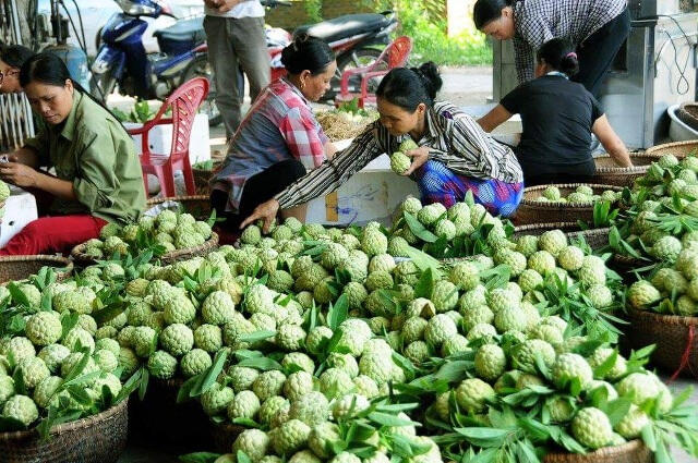 Đặc sản na dai Huyền Sơn