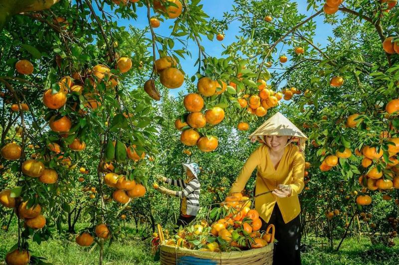 Quýt hồng Lai Vung