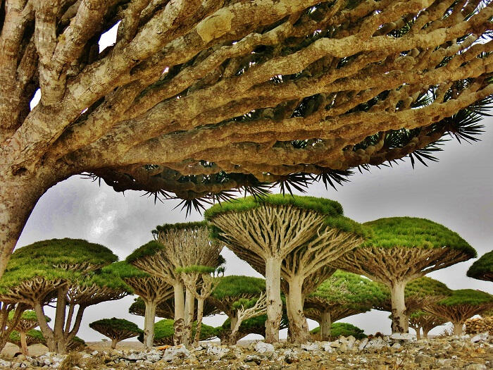 Quần đảo Socotra nằm ở phía tây bắc Ấn Độ Dương