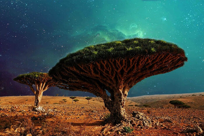 Quần đảo Socotra nằm ở phía tây bắc Ấn Độ Dương