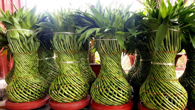 Cây phát lộc