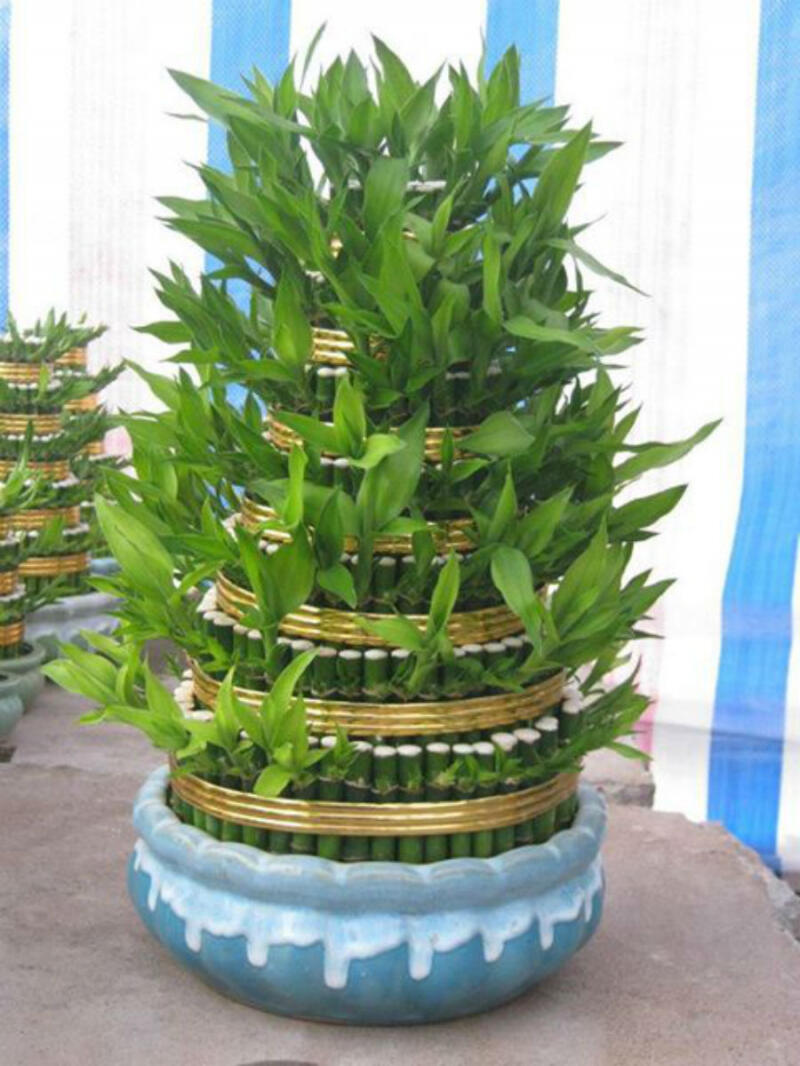 Cây phát lộc