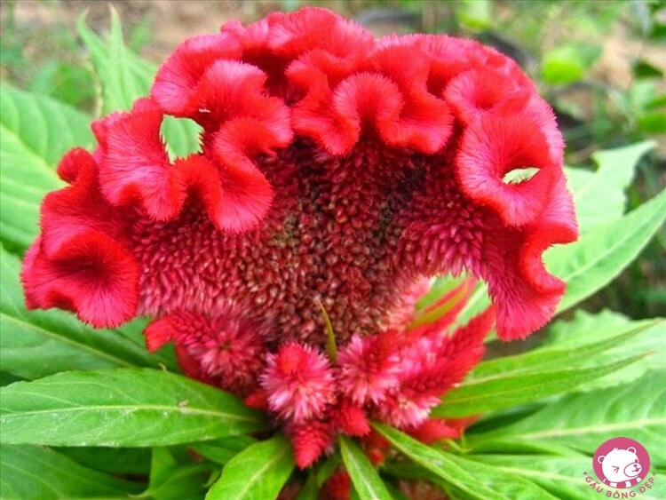 Hoa Mào gà