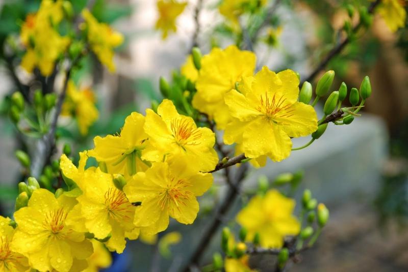Hoa tươi và cây cảnh