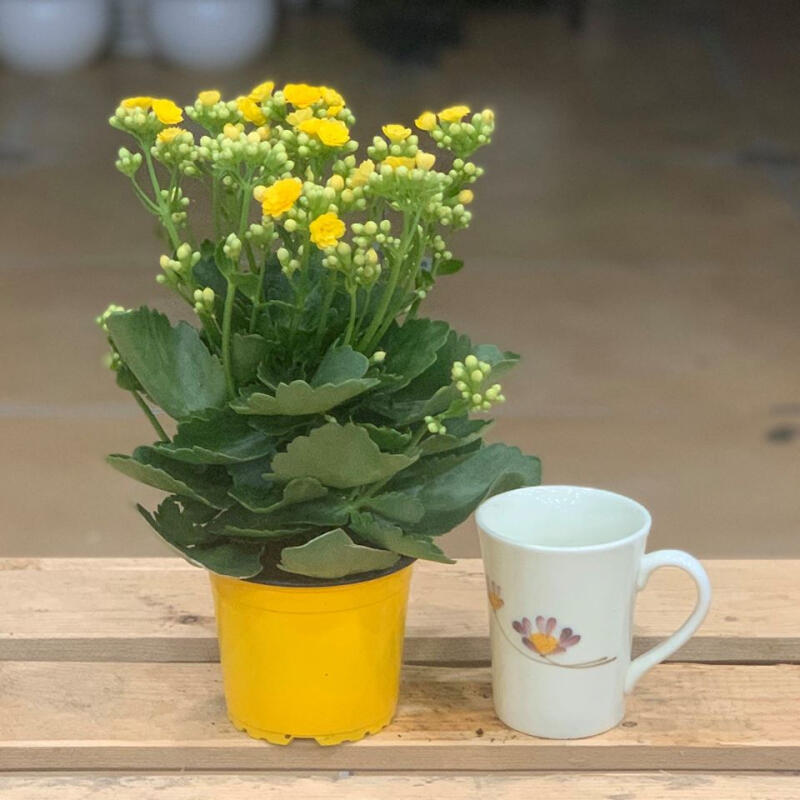 Cây cảnh Xanh Xinh