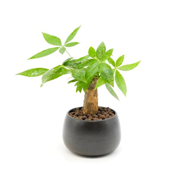 Cây cảnh Hải Phòng