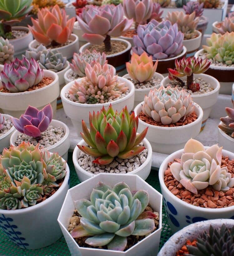 Cào Cào Garden