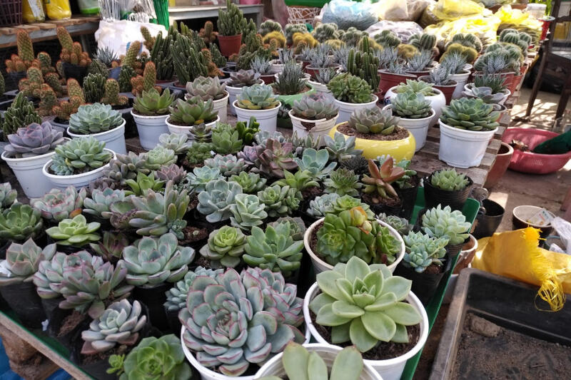 Cây và Hoa tại Huế