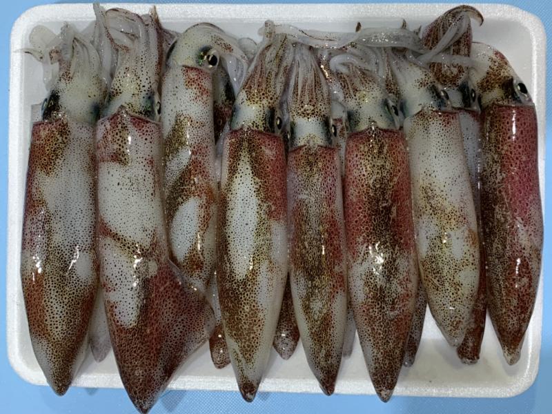 Mực