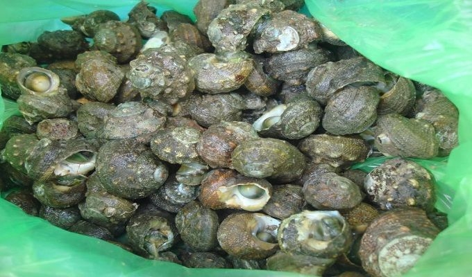 Ốc đá