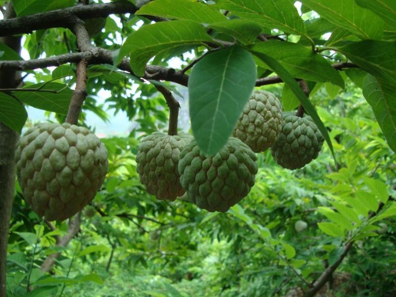 Na Chi Lăng