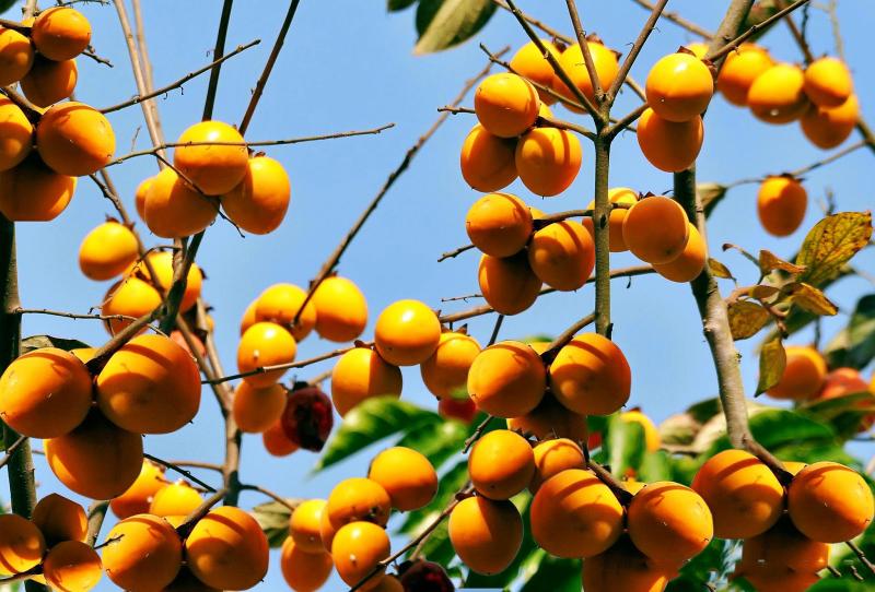 Hồng Bảo Lâm