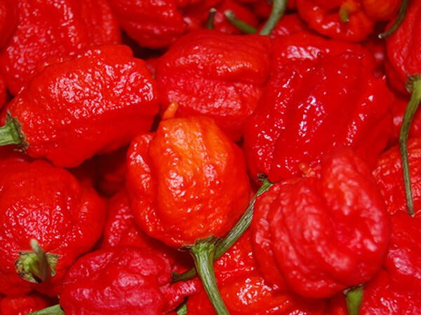 Carolina Reaper