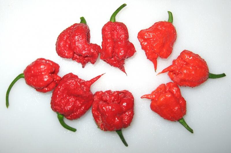 Carolina Reaper