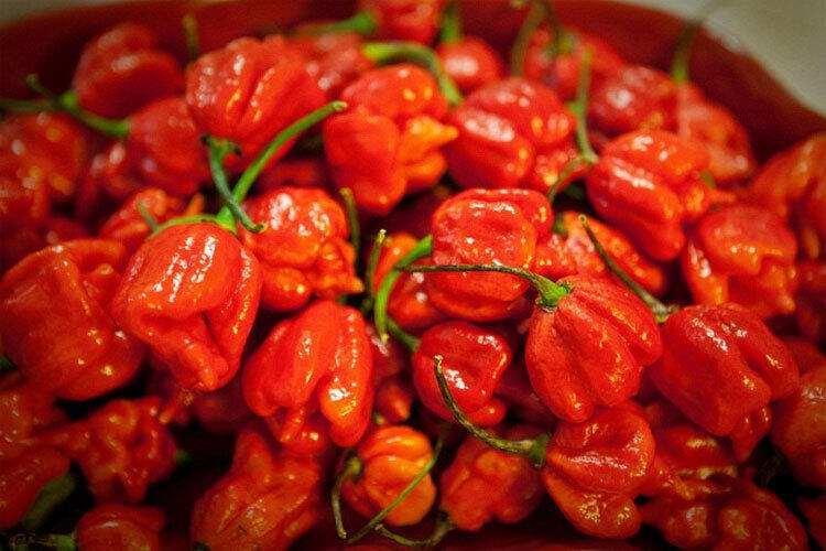 Trinidad Moruga Scorpion