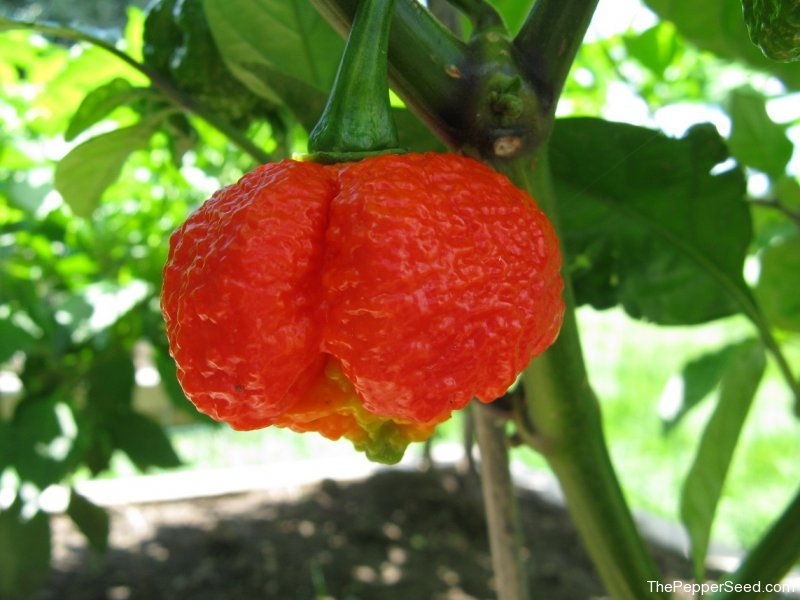 7 Pot Brain Strain