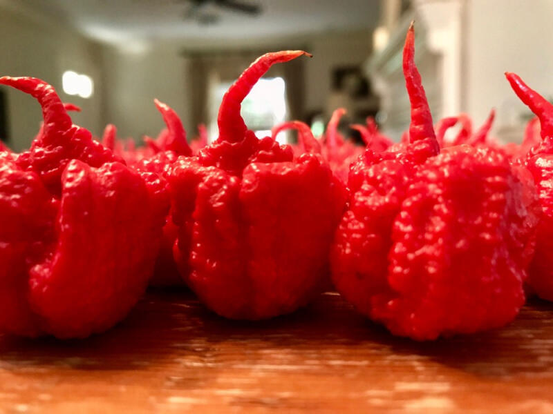 7 Pot Primo