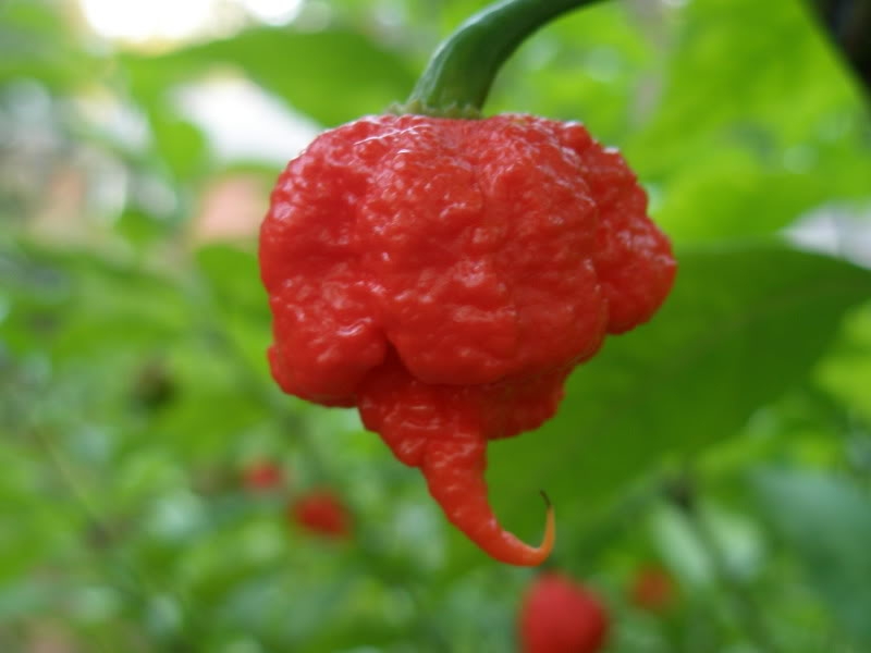 7 Pot Primo