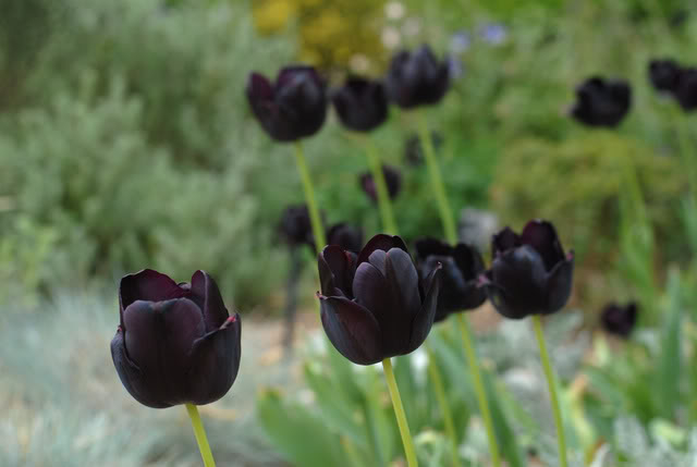 Hoa Tulip đen