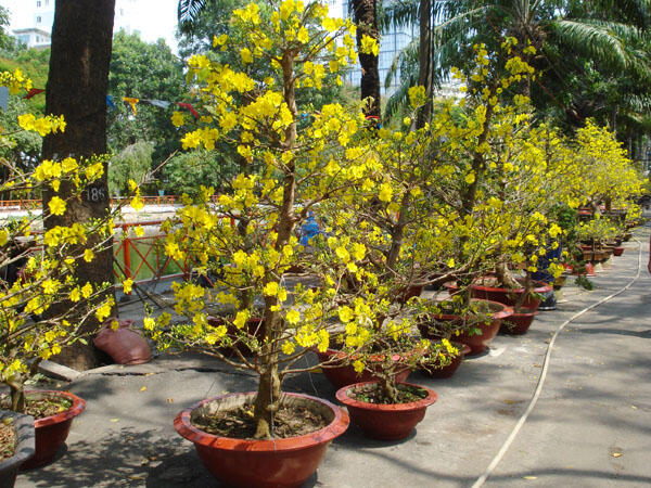 Trang trí nhà cửa bằng cây cảnh