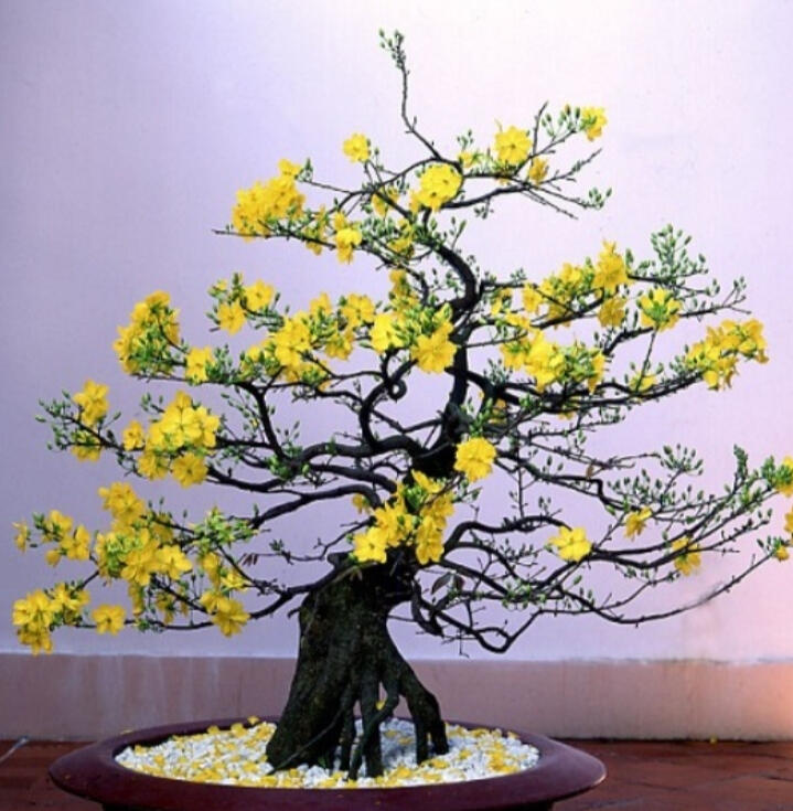 Hoa Tết